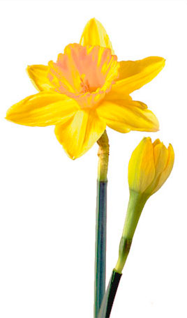 Daffodil
